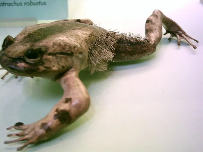 Katak berbulu