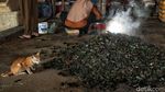 Kerang Hijau Cilincing Penopang Hidup Warga Pesisir