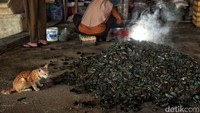 Ibu-ibu di Cilincing mengupas daging kerang hijau setelah proses perebusan. Hasil kerja mereka kemudian dijual ke pasar hingga rumah makan.