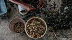 Kerang Hijau Cilincing Penopang Hidup Warga Pesisir