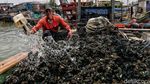 Kerang Hijau Cilincing Penopang Hidup Warga Pesisir