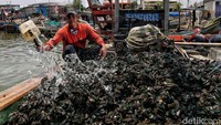 Kerang hijau hasil tangkapan dibersihkan sebelum memasuki proses perebusan. Kerang-kerang itu dijual kepada pengusaha dengan harga sekitar Rp100 ribu per karung.