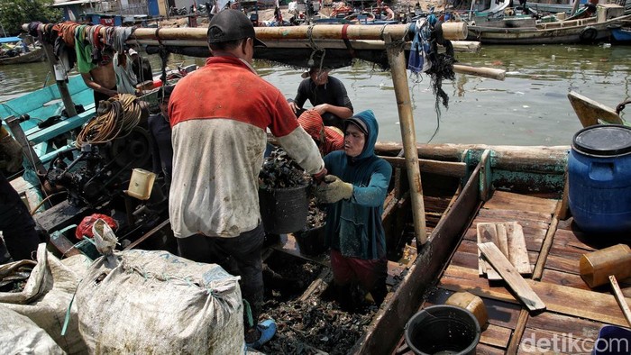 Kerang Hijau Cilincing Penopang Hidup Warga Pesisir Nelayan mengangkut karung berisi kerang hijau hasil tangkapan dari Teluk Jakarta di kawasan Cilincing, Jakarta Utara, Jumat (10/10/2025). Setiap fajar, para nelayan membawa hasil laut untuk dijual ke pengusaha lokal.