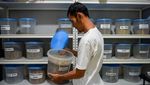 Kopi Indonesia Mengharum di Pasar Dunia