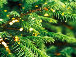 Aneh Tapi Nyata! Ada Jenis Pohon yang Bisa Hasilkan Emas