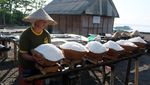 Puncak Musim Panen, Petani Bali Gencar Produksi Garam Tradisional