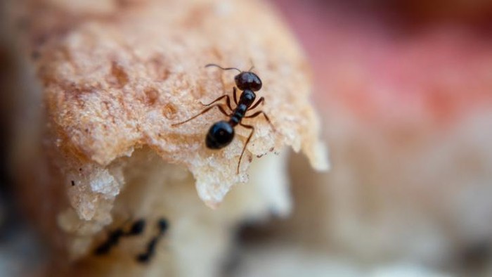 Air Saja Nggak Cukup, Ini 7 Bahan Alami yang Ampuh Usir Semut