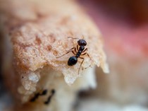 5 Bahan Alami yang Baunya Menyengat, Bikin Semut Tak Berdaya