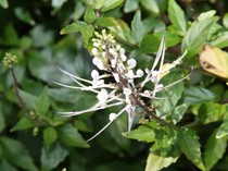 8 Obat Tradisional Sakit Ginjal dari Bahan Alami dan Mudah Dijumpai