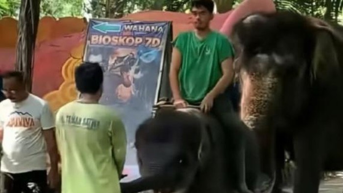 Anak gajah Rocky Balboa saat ditunggangi di KBS
