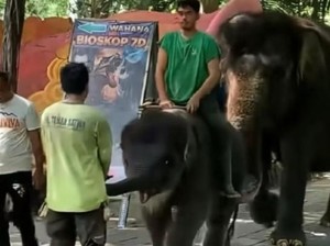 Salah Paham Warganet Soal Rocky Anak Gajah KBS Bersama Pawangnya
