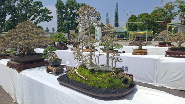 Bonsai yang dipamerkan di Lubuklinggau.