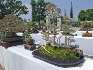 Ratusan Bonsai Meriahkan Pameran di Lubuklinggau, Ada Seharga Mobil Pajero