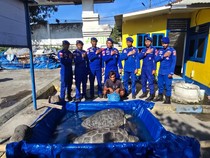 Nelayan di Sikka Dibekuk Polisi Usai Tangkap 2 Penyu