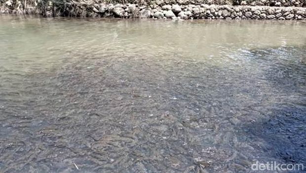Gerombolan ikan hanya berkumpul di sekitar makam yang berjarak setengah kilometer.