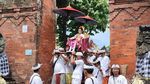 7 Momen Sakral Ritual Nyenuk Digelar Lagi di Denpasar Setelah 62 Tahun