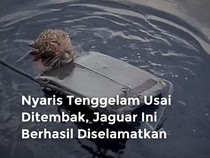 Detik-detik Penyelamatan Jaguar yang Nyaris Tenggelam Usai Ditembak