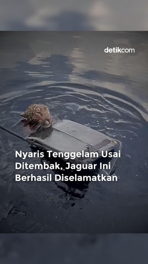 Video: Momen Penyelamatan Jaguar Nyaris Tenggelam Seusai Ditembak