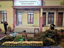 Pria di Bireuen Ditangkap Polisi Lagi Panen Ganja di Lahan Seluas 2 Hektare