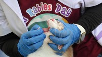 Kegiatan vaksinasi rabies gratis ini menyediakan 250 dosis untuk anjing dan kucing peliharaan warga. ANTARA FOTO/Didik Suhartono