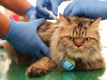 Ratusan Hewan Peliharaan Jalani Suntik Vaksin Rabies Gratis