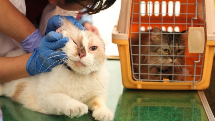 Dokter hewan menyuntikkan vaksin rabies pada seekor kucing milik warga di Balai Besar Veteriner Farma (BBVF) Pusvetma, Surabaya, Jawa Timur, Sabtu (11/10/2025). Balai Besar Veteriner Farma (BBVF) Pusvetma menggelar vaksinasi rabies gratis untuk anjing dan kucing peliharaan warga dengan menyediakan 250 dosis vaksin rabies sebagai upaya memberikan kekebalan kepada hewan sekaligus melindungi masyarakat khususnya pemiliknya dari penularan penyakit rabies. ANTARA FOTO/Didik Suhartono/rwa.