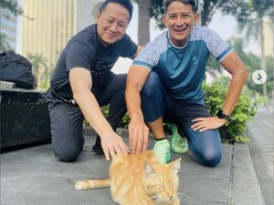 Kucing Oyen di Depan FX Jadi Wisata Baru, Sandiaga pun Kepincut