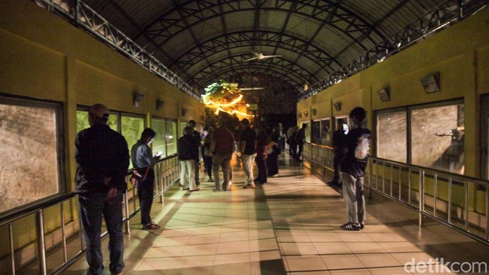 Wisatawan melihat satwa nokturnal di Taman Margasatwa Ragunan, Jakarta, Sabtu (11/10/2025) malam.