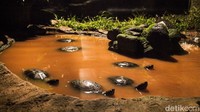 Ragunan membuka layanan wisata Sabtu malam, dimulai akhir pekan ini pada 11 Oktober 2025.