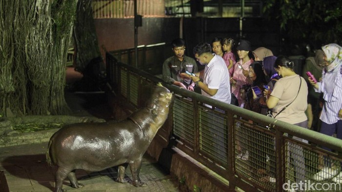 Wisatawan melihat satwa nokturnal di Taman Margasatwa Ragunan, Jakarta, Sabtu (11/10/2025) malam.
