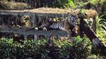 Sensasi Baru Wisata Malam di Taman Margasatwa Ragunan