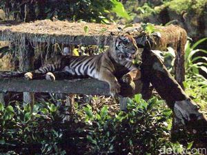 Video: Wisata Malam Ragunan Resmi Dibuka, Ini Satwa yang Bisa Dilihat