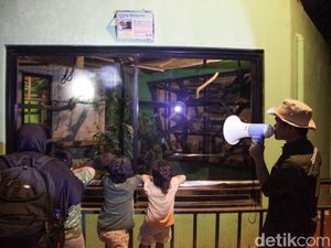 Video: Ada Night at the Ragunan Zoo Pas Malam Tahun Baru Gak Ya?