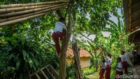Selain jalan, siswa juga bermain di kebun rumah warga. Sesekali mereka mencicipi buah dari pohon yang ditanam warga dengan cara memanjatnya.