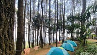 Tepat di tengah hutan pinus yang rindang tersebut terdapat area kemah yang luas serta nyaman