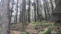 Di Talaga Surian pengunjung akan diajak untuk menaiki tangga yang dikelilingi pohon pinus yang rindang