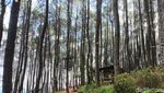 Pesona Kesejukan Wisata Alam Talaga Surian di Kuningan