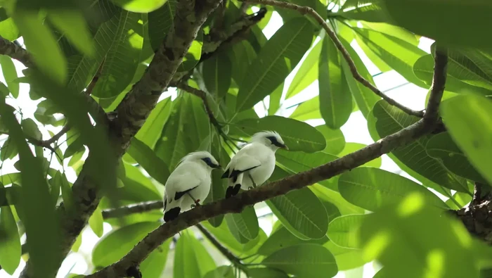 Burung Jalak Bali, burung endemik yang populasinya kini terancam