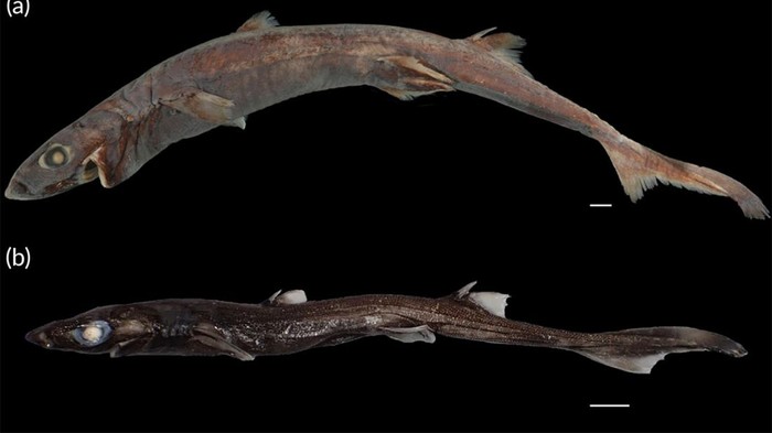 Hiu lentera Etmopterus westraliensis.