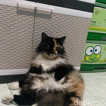 Kucing dengan berbagai posenya