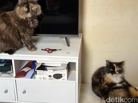 Kucing dengan berbagai posenya
