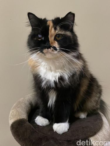 Kucing dengan berbagai posenya
