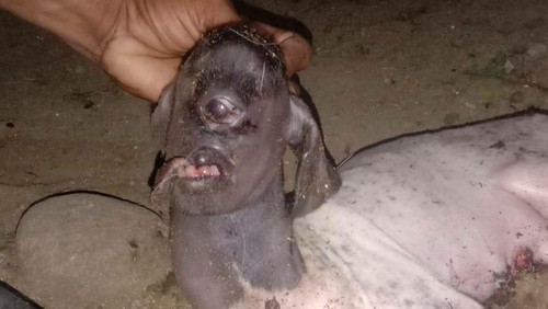 Kelahiran kambing bermata satu membuat warga geger di Polewali Mandar (Polman).