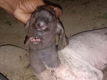 Warga Panik! Kambing Bermata Satu Lahir, Disebut Mirip Dajjal