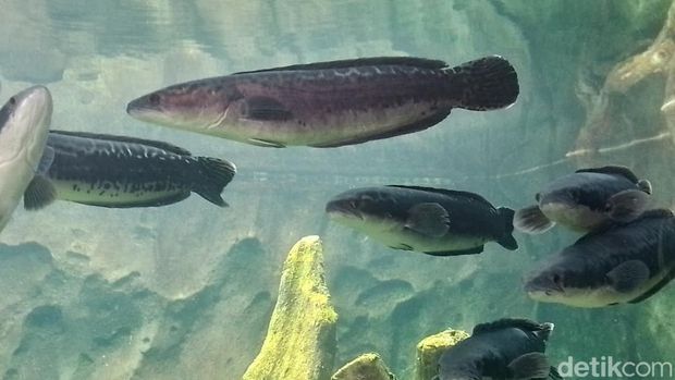 Koleksi satwa-satwa yang ada di beberapa area Marine Safari Bali