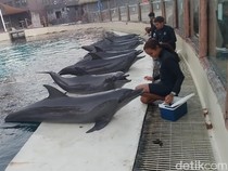 Video Marine Safari Bali: Tempat Healing Sekaligus Belajar