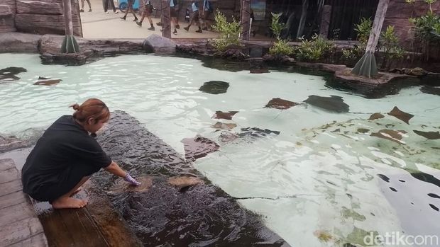 Koleksi satwa-satwa yang ada di beberapa area Marine Safari Bali