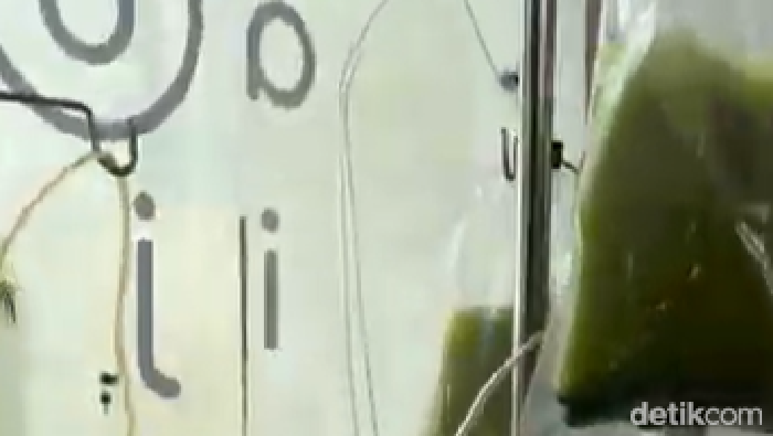 Viral Minuman Matcha Infus di Bali, Pihak Kafe Buka Suara