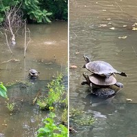 Berikut sejumlah foto yang pengambilan gambarnya terjadi bersamaan momen yang terduga. Hasilnya jadi bagus banget. Langkah sih ini.