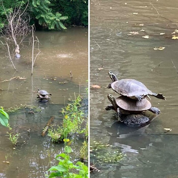 Berikut sejumlah foto yang pengambilan gambarnya terjadi bersamaan momen yang terduga. Hasilnya jadi bagus banget. Langkah sih ini.